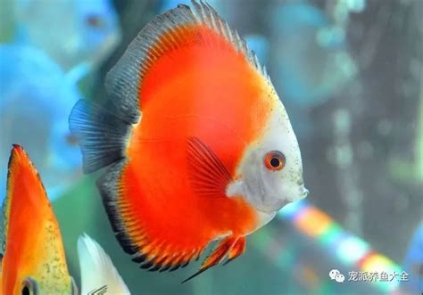 七彩神仙魚飼養入門|【七彩神仙品種】揭密七彩神仙品種的繽紛世界：鑑別公母打造專。